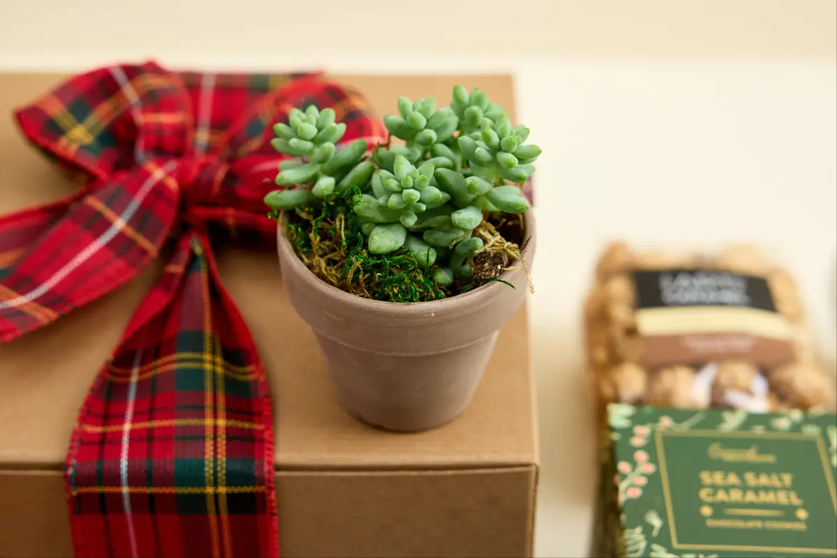 Succulent In Natural Clay Pot 1