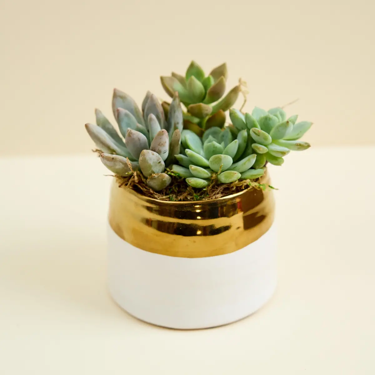 Succulent Arrangement In White Gold Planter 1
