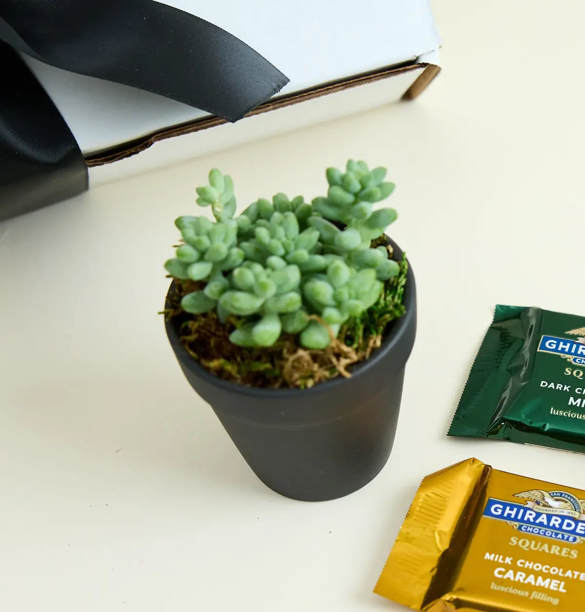 Succulent In Black Clay Pot 1