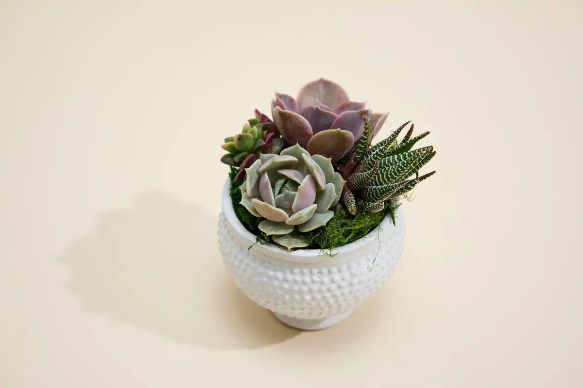 Colorful Succulent Arrangement In White Dottie Ceramic Planter 1