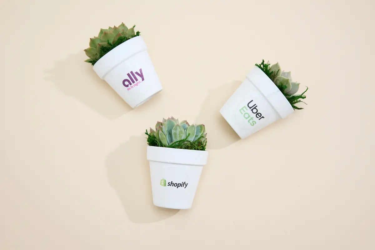 Succulent In Branded White Clay 1