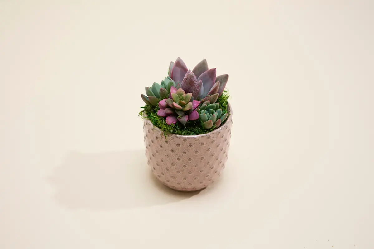 Succulent In Pink Spottie Dottie 1