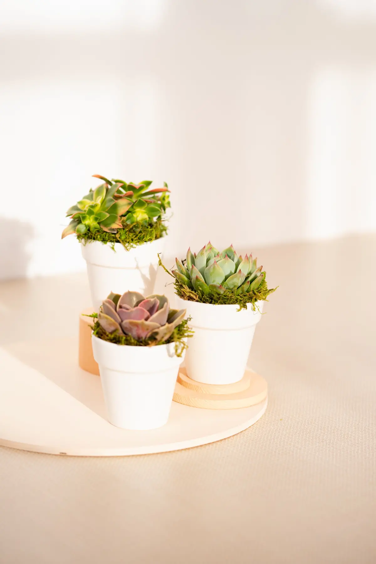 Succulent In White Clay 1