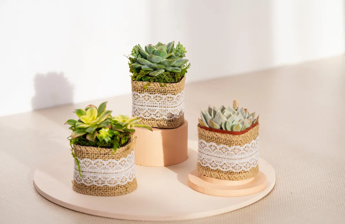 Succulent In Burlap Nursery Pot 1