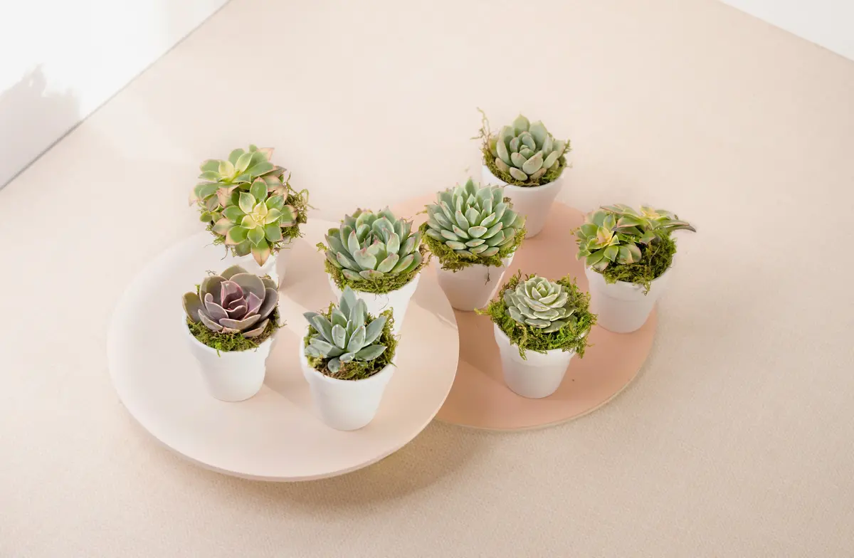Set Of 8 Succulents In White Clay Party Favors 1