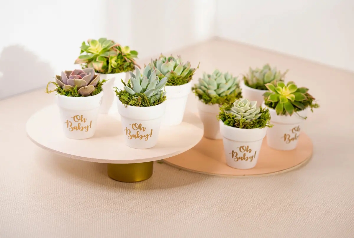 Set Of 8 Succulents In White Oh Baby Planters Party Favors 1