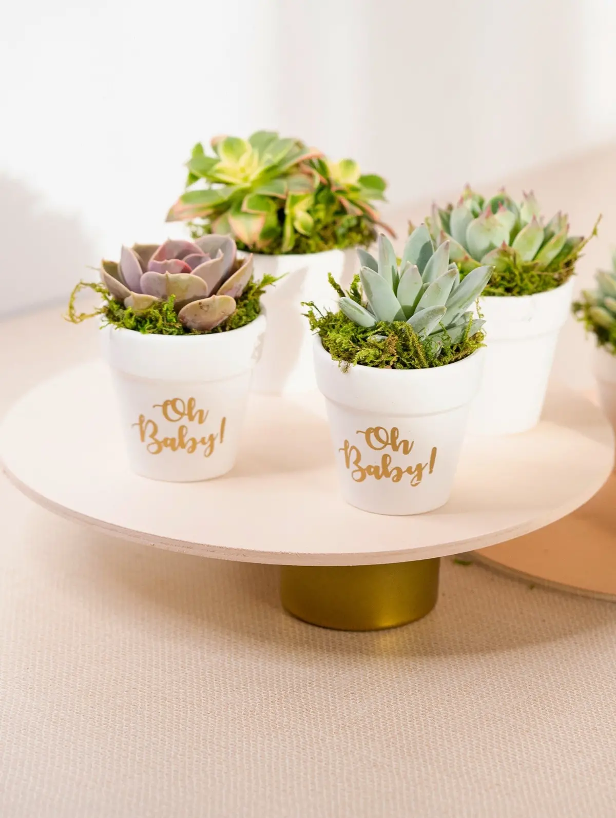 Succulent In Oh Baby Planter 1