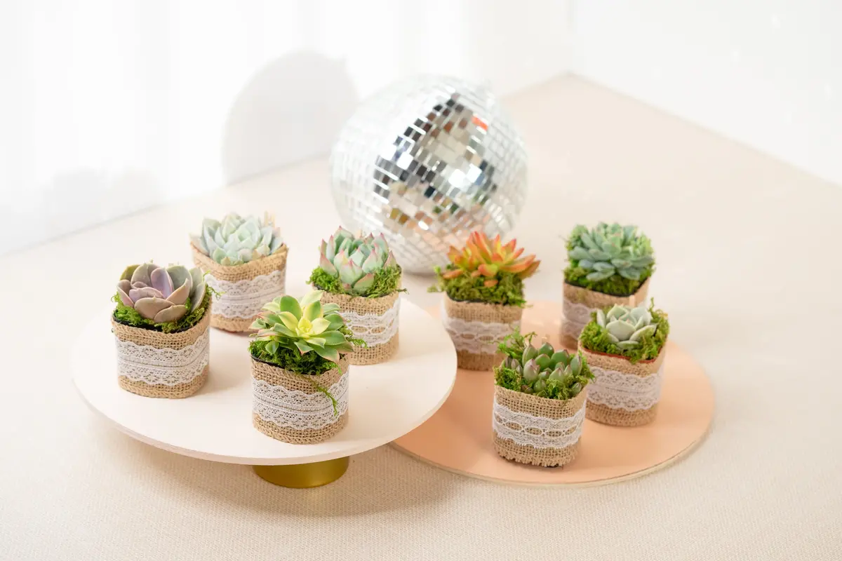 Set Of 8 Succulents In Burlap Party Favors 1