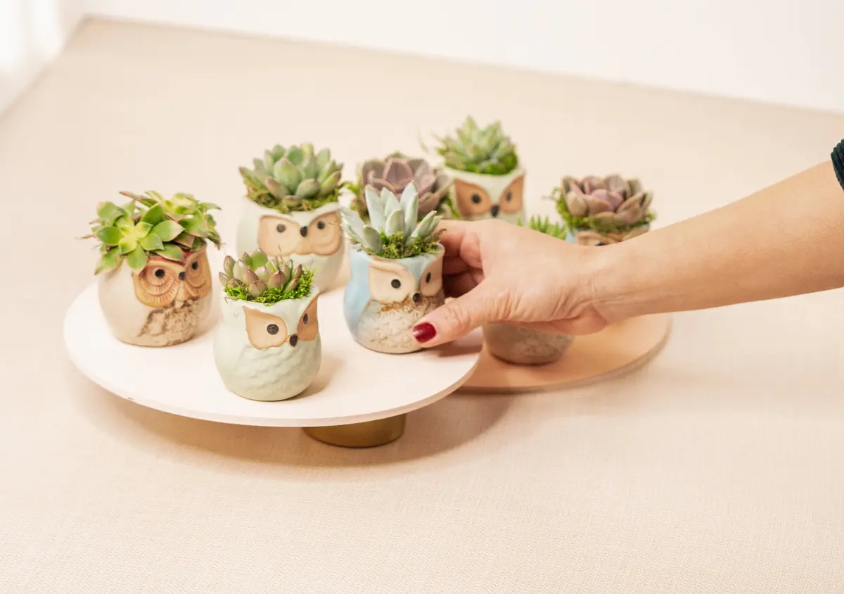 Set Of 8 Succulent Owls 1