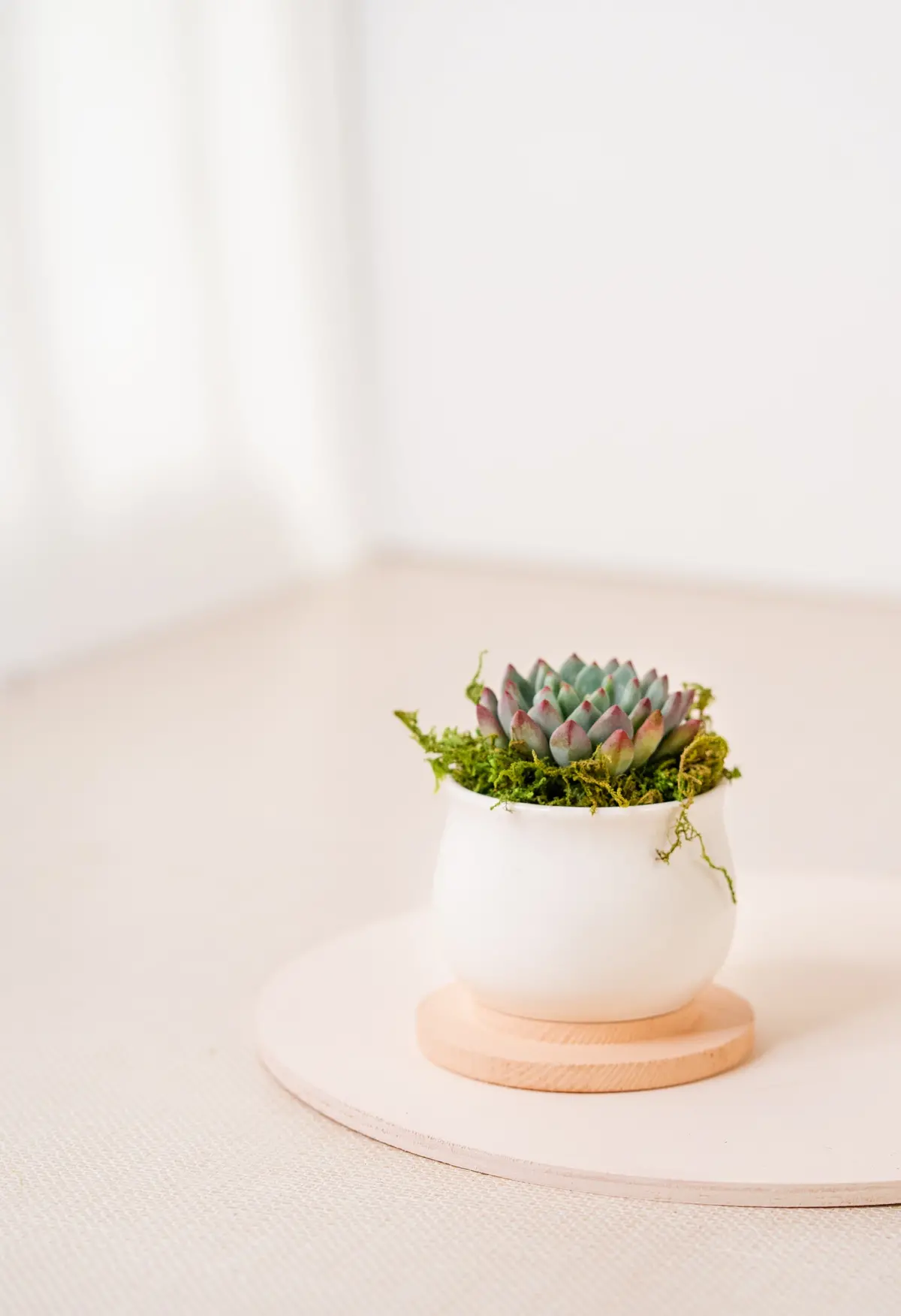 Living Succulent In White Ceramic Pot 1
