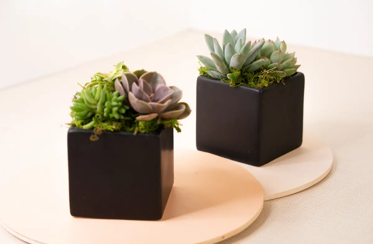 Succulent Arrangement In Black Cube Ceramic Planter 1