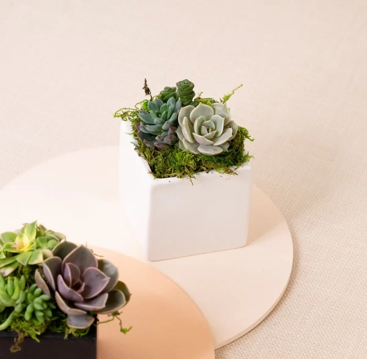 Succulent Arrangement In Classic White Cube Ceramic Planter 1